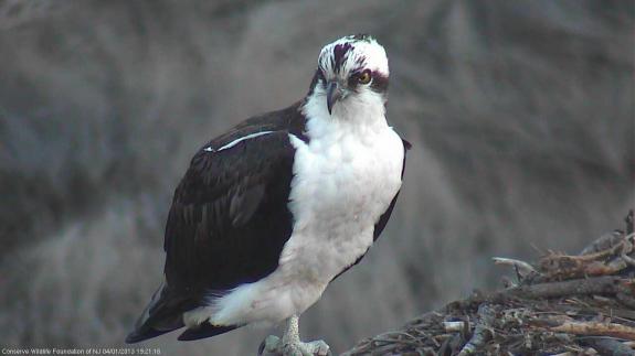 Image of Unbanded male at nest #2835.