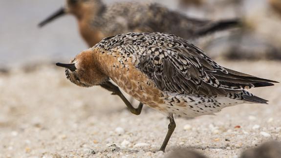 Image of Your support is critical to the survival of red knots in New Jersey.