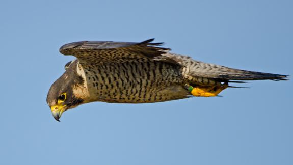 Image of In 2013, there were 26 peregrine falcon nests that were monitored across the Garden State. Read full results in the 2013 Peregrine Report.