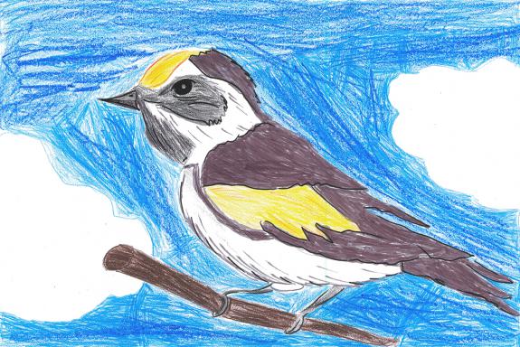 Image of First Place, Hudson County, Golden-winged Warbler