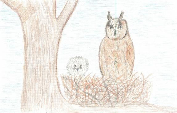 Image of First Place, Gloucester County, Long-eared Owl