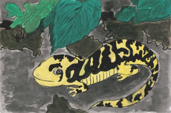 Image of Honorable Mention, Essex County, Eastern Tiger Salamander