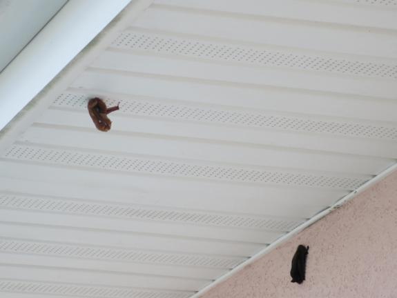 Image of A red bat (left) and silver-haired bat (right) roosting.
