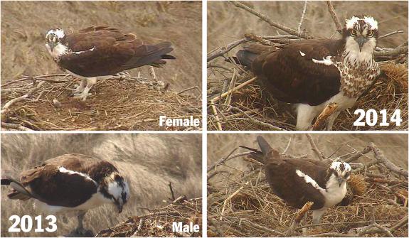 Image of Comparison between the adult ospreys that nest at the Osprey Cam. Both are unbanded.