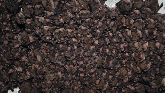 Image of A large cluster of Indiana bats.