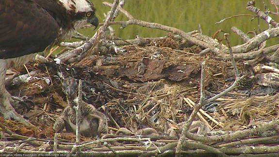 Image of The oldest nestling is now 12 days old. At two weeks is when they start to look around and poke their heads up. 