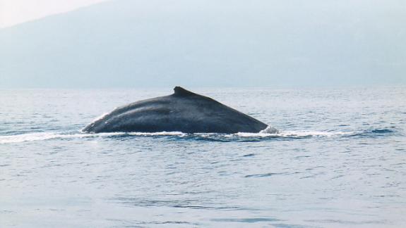 Image of Humpback whale.