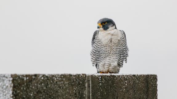 Image of The tiercel at the peregrine falcon nest atop 101 Hudson St. in Jersey City, NJ.