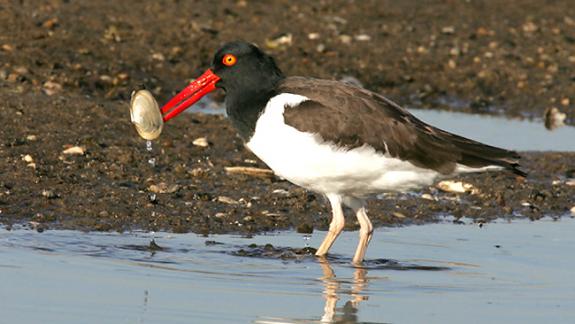 Image of An American oystercatcher.
