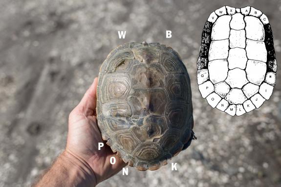 Image of How to determine Notch identification code: Read from head in clockwise direction. Most terrapins should have a 6 alpha code. 