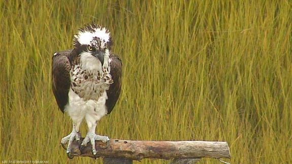 Image of Female osprey who nested at the osprey cam nest last year and all previous years. Will she return this year?