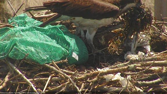 Image of The adult female osprey struggles to free her foot from a green plastic mesh bag while moving natural nesting material.
