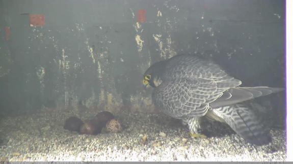 Image of 41/AX takes a break from day 28 of incubation when temperatures reached 90 degrees in Jersey City. 