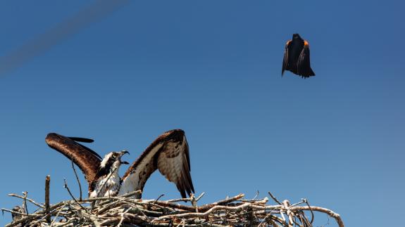 Image of A persistant blaclbird in attack mode on the nesting ospreys in 2018.