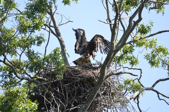 Image of 7/1/19 Mercer nest @ K.Buynie