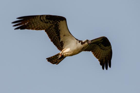 Image of 39/C as he flies from his nest and over us at Sedge Island on July 9, 2019. 