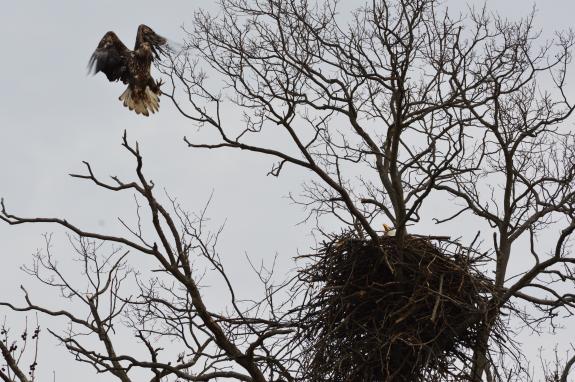 Image of 2/24/20 Juvenile attempts to land at occupied nest @ Buynie