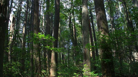 Image of A stand of Atlantic white-cedar trees in Bass River State Forest, Bass River Township, NJ.
