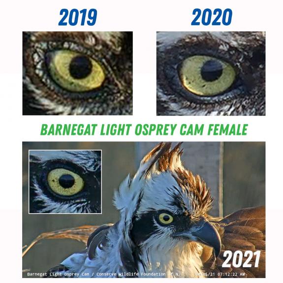 Image of Comparison of the iris of the nesting female from 2019-2021. Yes, she's new but we have seen her in the past! 
