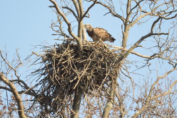 Image of immature eagle visiting Mercer GC nest 2/26/22