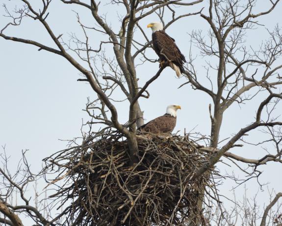 Image of Mercer nest; March 6th, 2022 photo credit: Buynie's