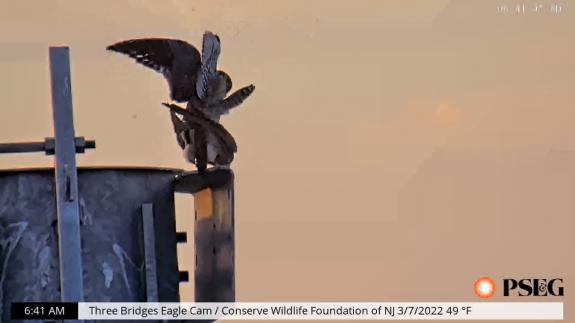 Image of March 7th, 2022: American Kestrels mating