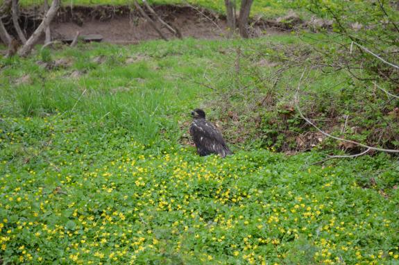 Image of Mercer Meadows eaglet H/15 on ground under nest tree April 23, 2022: photo by: Buynie's