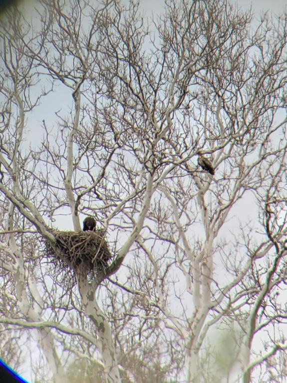 Image of Mercer Meadows intruder eagle at nest tree April 23, 2022: photo by: Buynie's