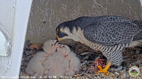 Image of The adult male feeds his brood of three falcon eyases. 