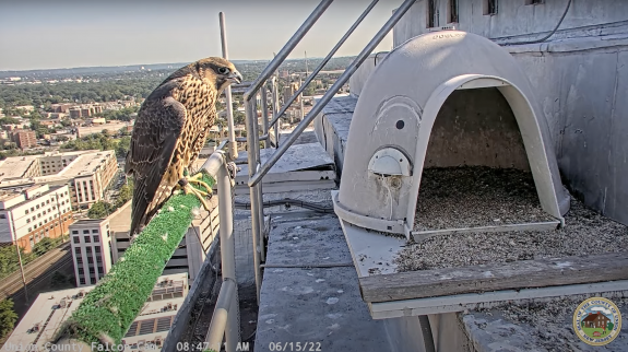Image of BM/91 perched after landing on the railing/perch at the nestbox. 