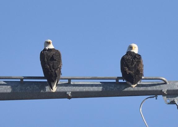 Image of December 4, 2022. eagle pair on tower @ Mary Ellen Hill