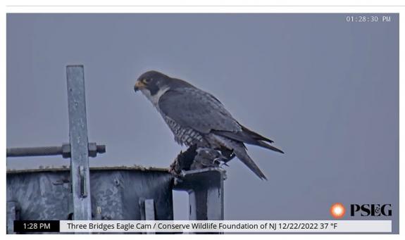 Image of Peregrine Falcon December 22, 2022