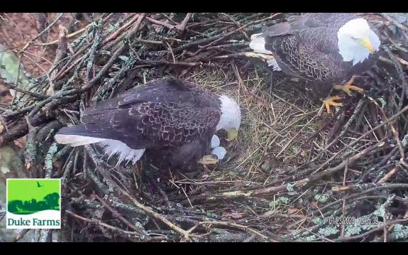 Image of 2nd egg, January 23rd at 2:20pm
