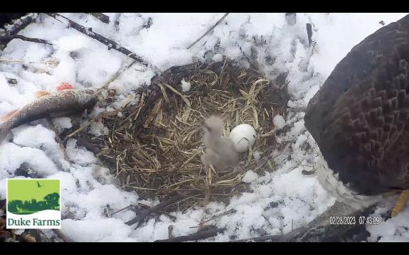 Image of chick and egg with pip; February 28th 7:43am