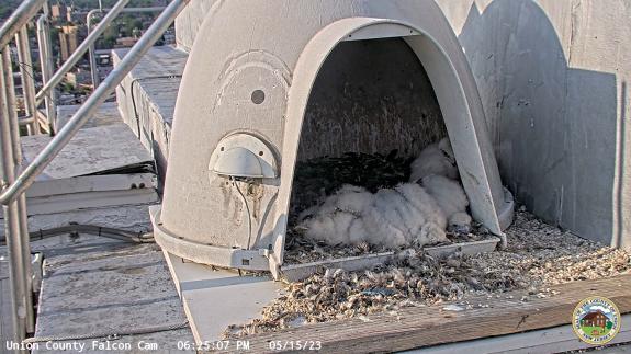 Image of The four eyases are now 17-19 days old and already comfortable with going outside of the nestbox. 