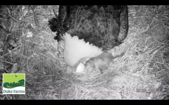Image of March 1st, 2024:7:23pm; 2nd chick hatched; 