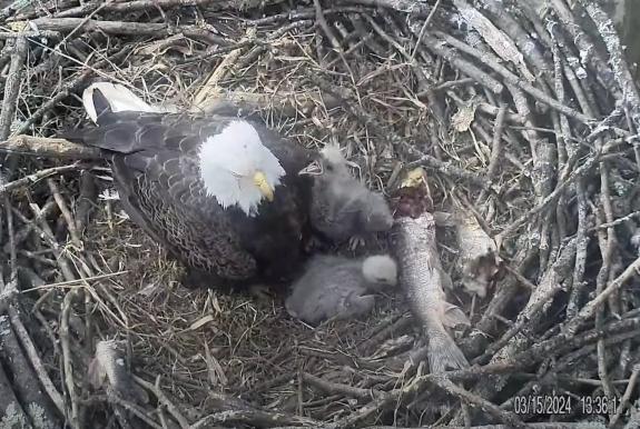Image of March 15th, 2024: chick 1, "yelling" at male