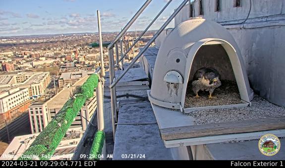 Image of Frida leaves her nest to defend against a possible intruder. 
