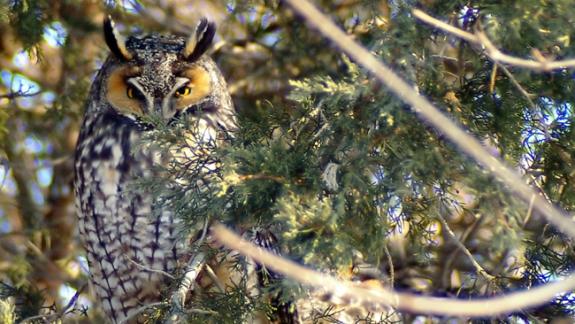 Image of Long-eared owls at a winter roost in New Jersey.