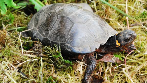 Image of A Bog turtle.