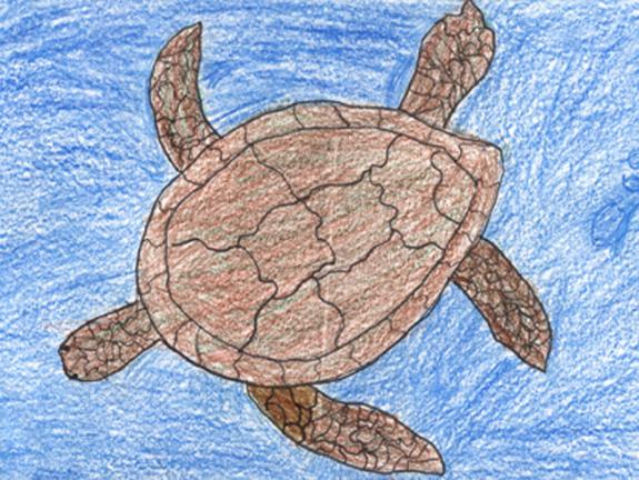 Species on the edge art and essay contest