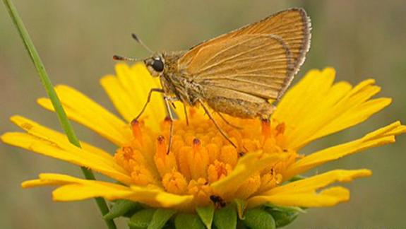 Image of An Arogos skipper nectars on Yellow balduina (Balduina uniflora).