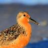 Image of Red knot.
