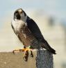 Image of The male Jersey City peregrine falcon.