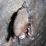 Image of little brown bat with WNS