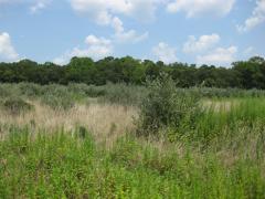 Image of The old fallow fields at this site are dominated by autumn olive (a highly invasive tree) in many areas.