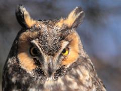 Image of An adult Long-eared owl.