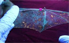 Image of A little brown bat's wing shows significant fungal involvement under UV light (January 2, 2011). The damage is not yet visible to the unaided eye.