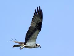 Image of An adult Osprey.