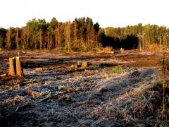 Image of Habitat loss is the greatest threat to New Jersey's wildlife.